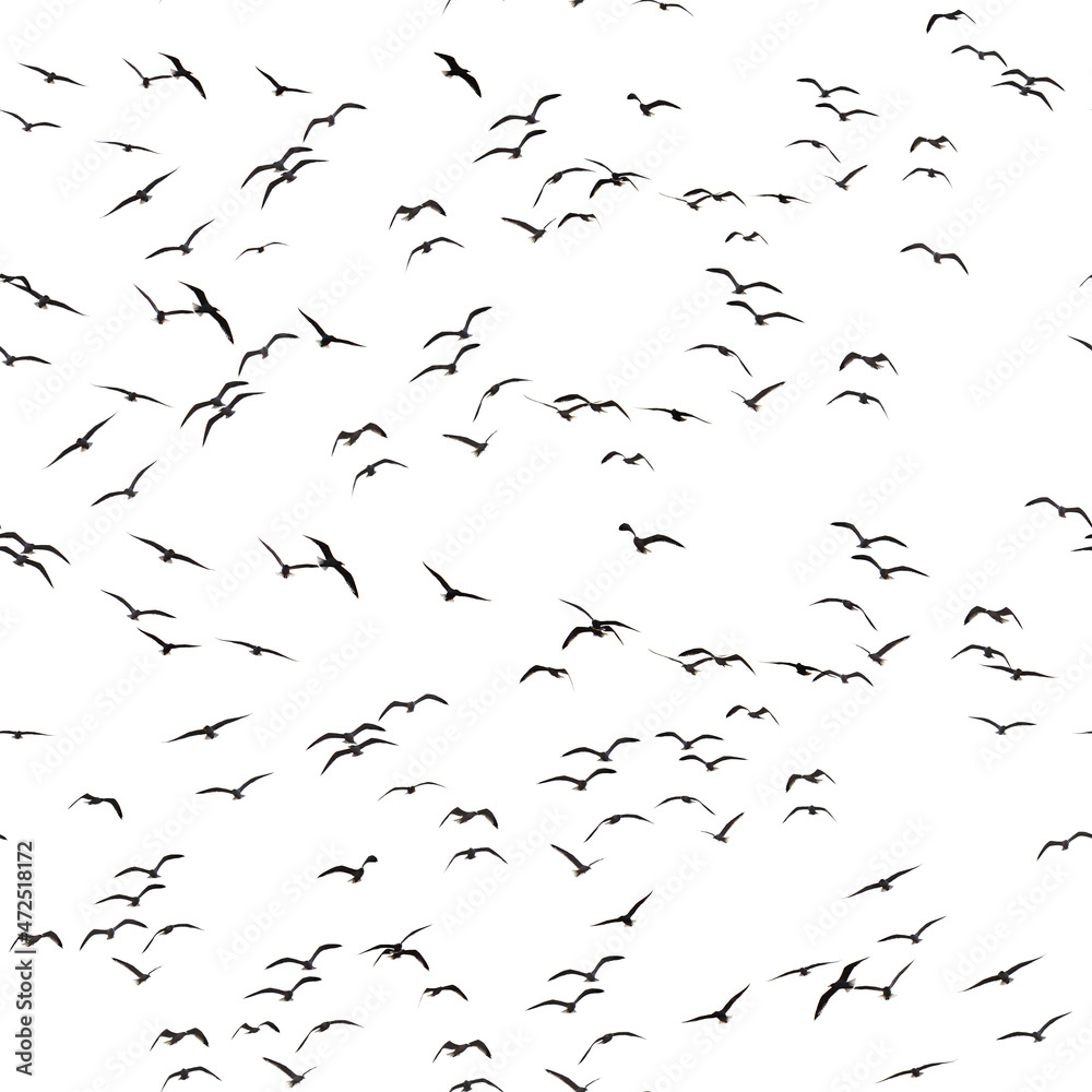 Fauna of Fuerteventura - flock of seagulls isolated on white background, seamless and repeatable pattern
Fauna of Fuerteventura - flock of seagulls isolated on white background, seamless and repeatable pattern