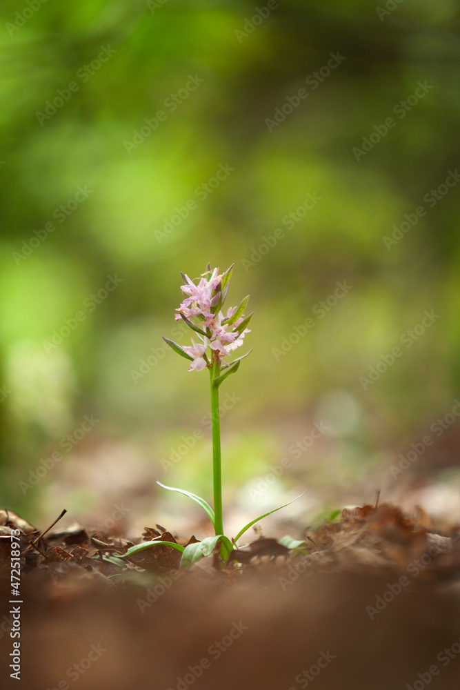 Dactylorhiza romana rare orchid from Bulgaria. Orchid flower. Plants from Rhodope mountains. Dactylorhiza romana rare orchid from Bulgaria. Orchid flower. Plants from Rhodope mountains.