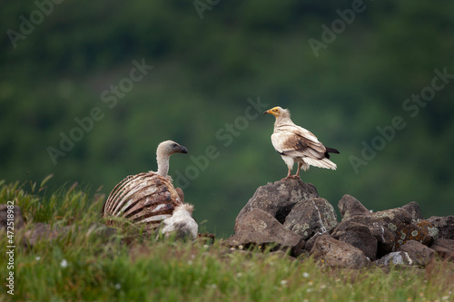 Fotografie Egyptian vulture on the meadow