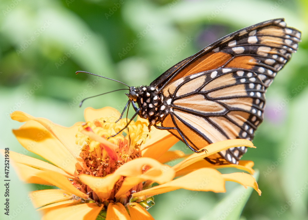 Obraz premium butterfly on flower