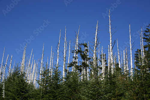 Eastern hemlock trees are under attack from an insect called the hemlock woolly adelgid. It is likely that this insect will kill most of the hemlock trees on the eastern seaboard of the U.S.  photo