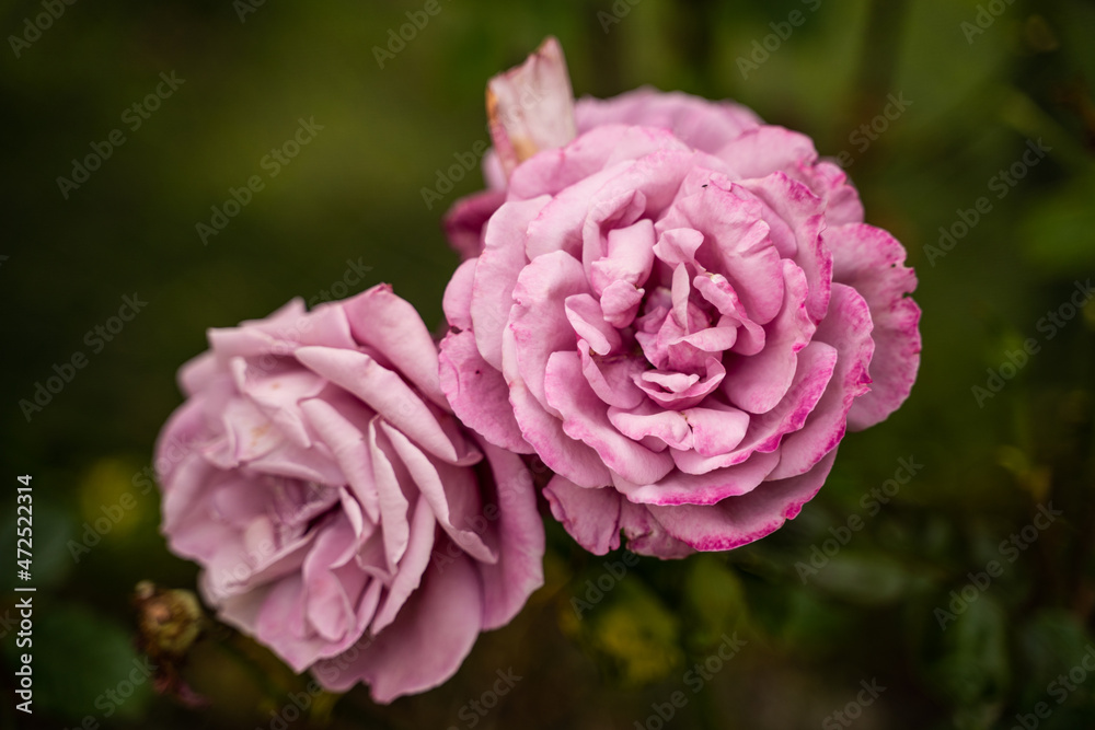 pink flower close up pink flower close up