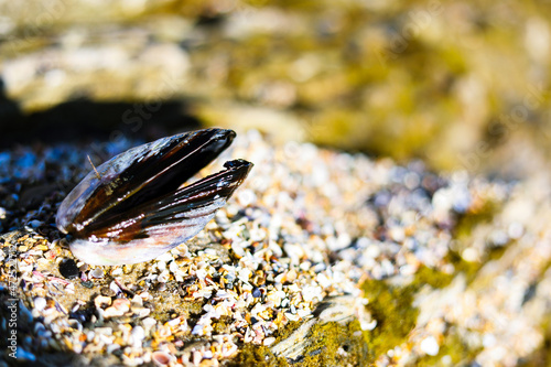 Mussel on Laguna Beach California