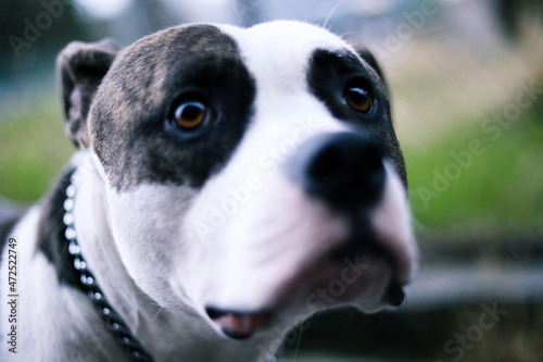 Portrait of an American Pit Bull Terrier
