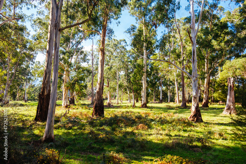 Lilydale to Warburton Rail Trail in Australia photo