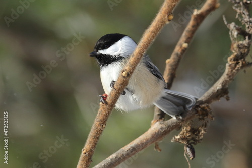 Mésange dans son environnement naturel