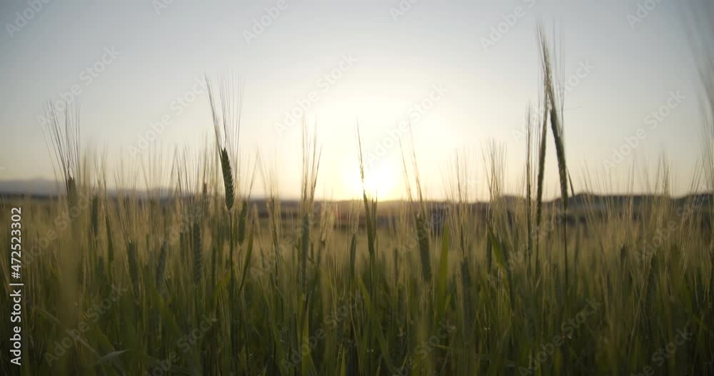 Moving through green fields in Cyprus landscape during sunset golden hour. Green grass fields as the sunlight going through the fields. Moving through green fields in Cyprus landscape during sunset golden hour. Green grass fields as the sunlight going through the fields.
