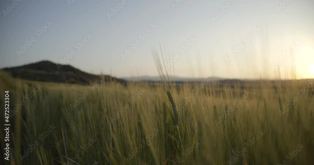Moving through green fields in Cyprus landscape during sunset golden hour. Green grass fields as the sunlight going through the fields.