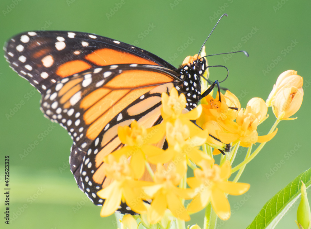 Obraz premium butterfly on flower