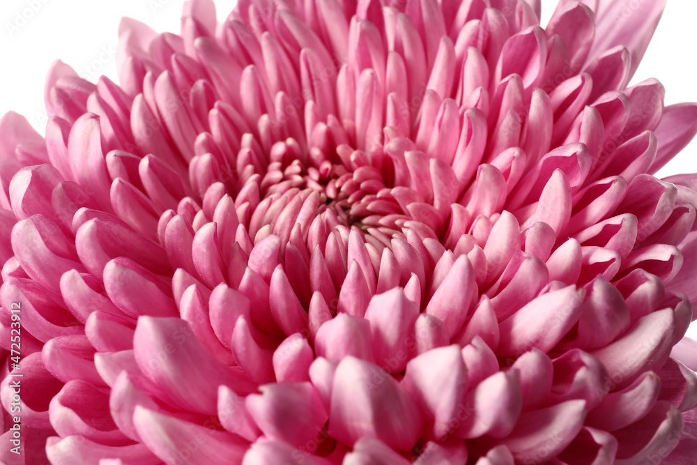 Pink chrysanthemum flower on white background, closeup