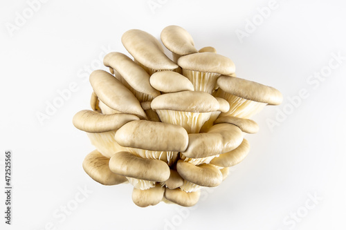 A bunch of pleurotus ostreatus on a white background. A group of beautiful fresh oyster mushrooms not yet cooked. Side view