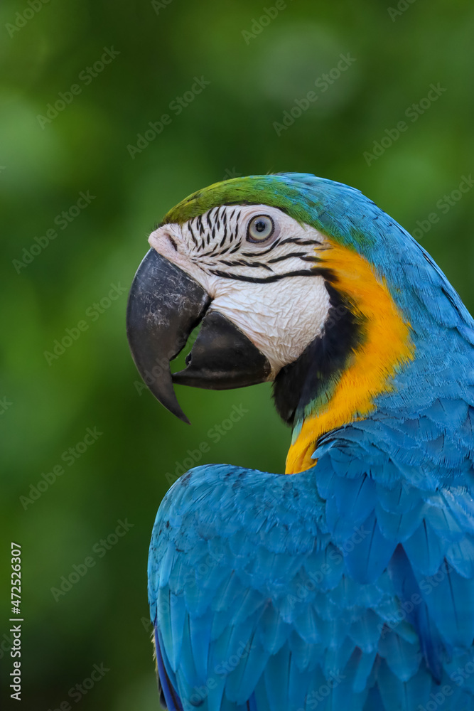 Close up the blue macaw parrot bird in garden