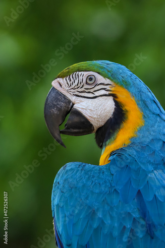 Close up the blue macaw parrot bird in garden