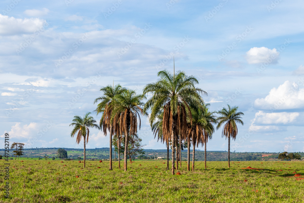 Paisagem do cerrado com palmeiras em Minas Gerais, Brasil.