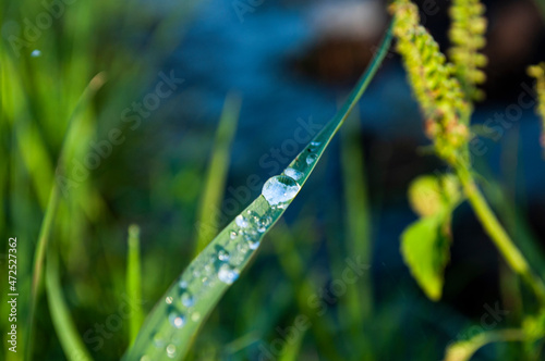 The green grass with morning dew gives coolness to human life.