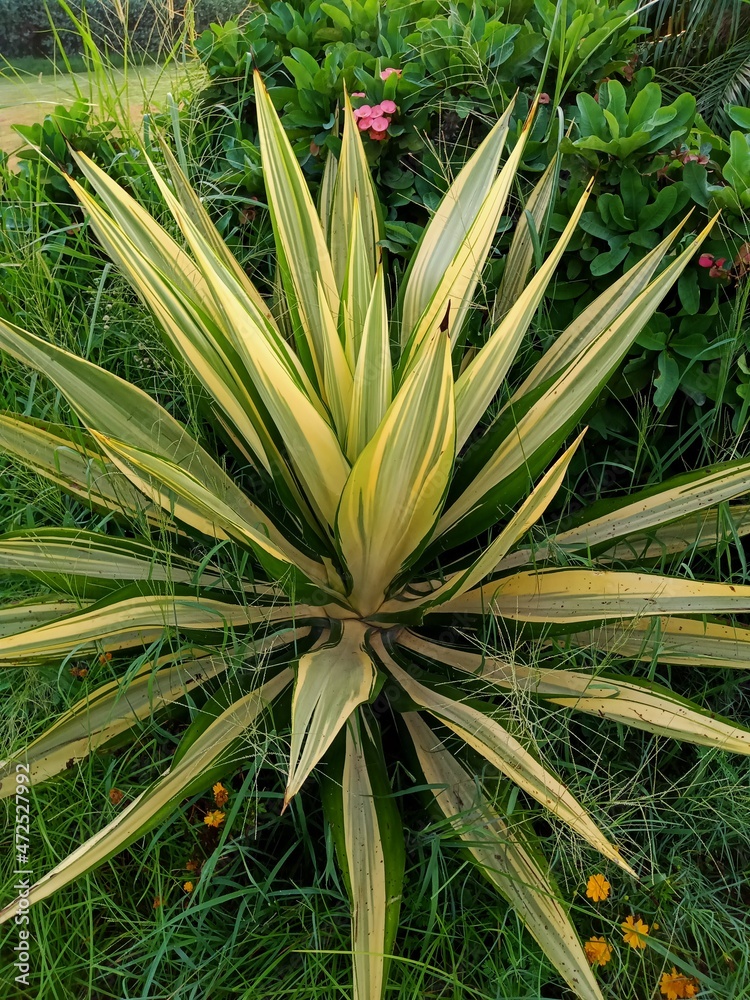 Obraz premium aloe vera plant