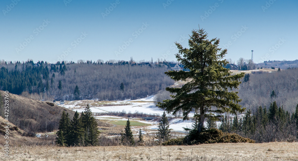 To the city outskirts an isolated evergreen tree (fir) on a hill is standing out in a still dry grassy area, in the background a large valley with big patches of snow.