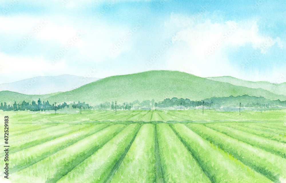 茶畑の風景　水彩画　手描きアナログ