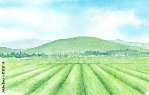 茶畑の風景 水彩画 手描きアナログ