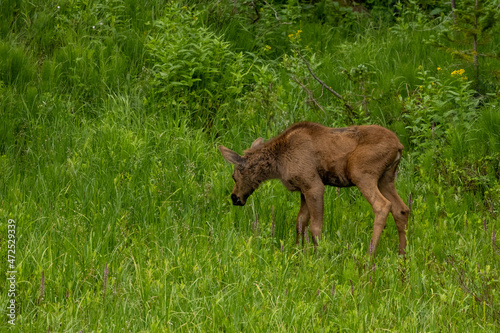 Young Moose Grazes in Thick Grass