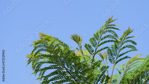 Close up details of native South America species jacaranda mimosifolia, green fern leaf veins and fronds swaying in the wind on a pleasant sunny day. photo