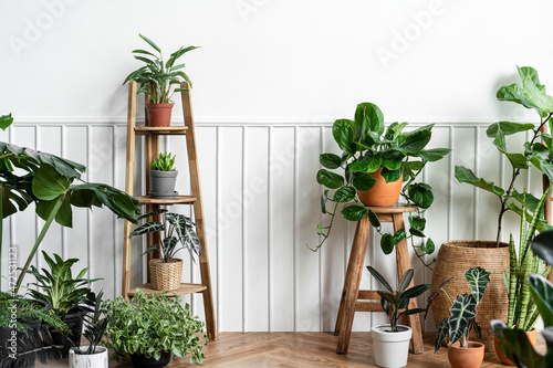 Indoor houseplants in a corner on a parquet floor