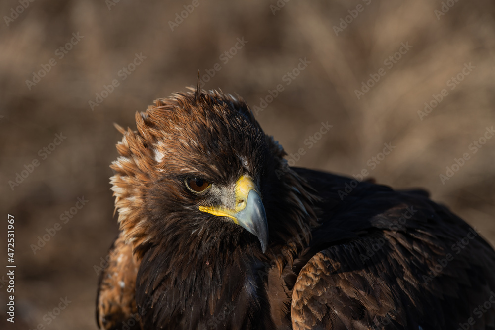 Close-up of the head of a golden eagle