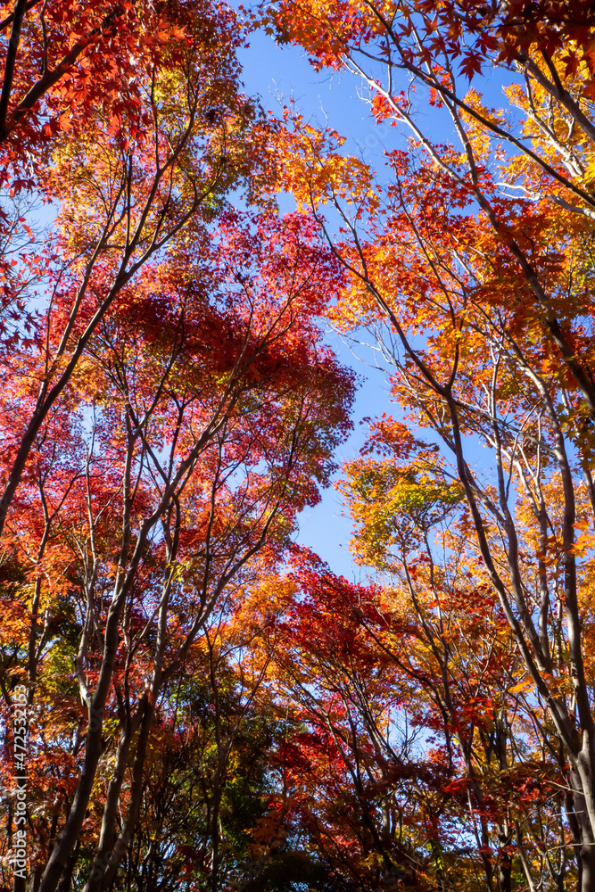 見上げた青空を埋める美しく紅葉したカエデの葉 見上げた青空を埋める美しく紅葉したカエデの葉