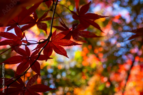 色鮮やかに紅葉したカエデの葉のクローズアップ