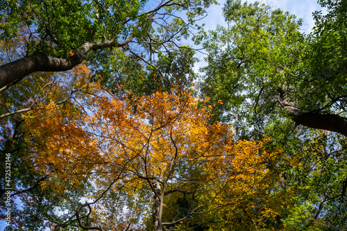 Fototapeta Naklejka Na Ścianę i Meble -  秋の晴れた日の常緑樹と紅葉したオレンジ色の葉
