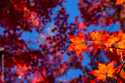 色鮮やかに紅葉したカエデの葉のクローズアップ