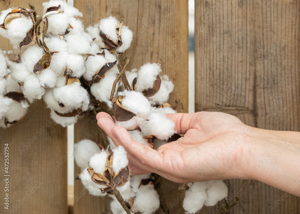 Woman's hand touching the cotton flowers in the wooden background.