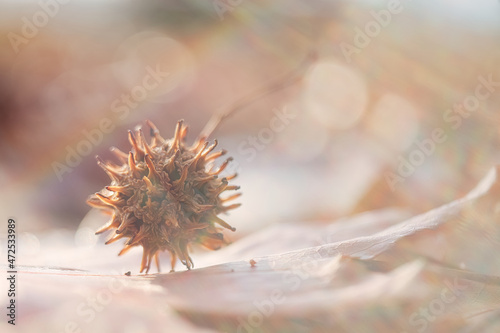                            Sweetgum cone