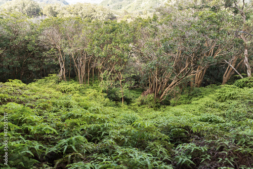 Hawaii foliage