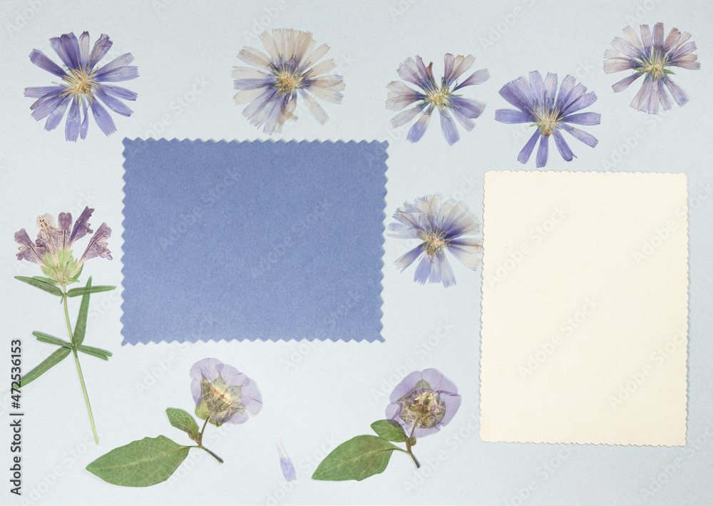 Page from an old photo album. Flowers chicory. Scrapbooking element decorated with leaves, flowers and petals flowers. For cards, invitations und congratulations. Use in scrapbooking, greetings.