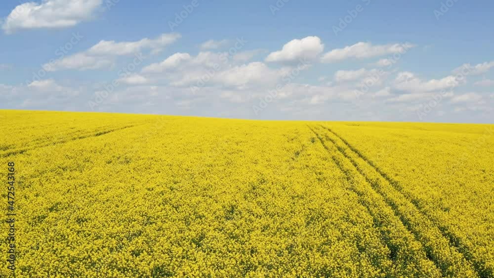 Flying above beautiful agricultural field with yellow plants at cloudless daytime Flying above beautiful agricultural field with yellow plants at cloudless daytime