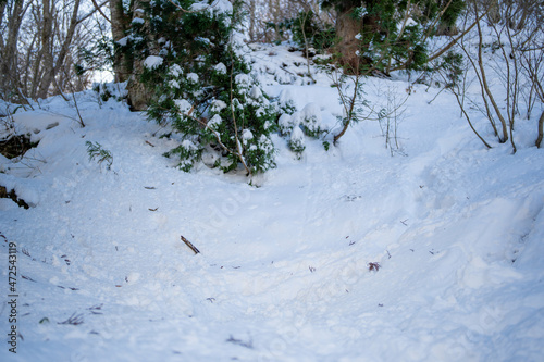 富山県立山町、上市町にある剱岳を見るために雪が積もる冬の中山を登山する風景 A view of climbing a mountain in winter with snow to see Tsurugidake in Tateyama and Kamiichi towns, Toyama Prefecture.