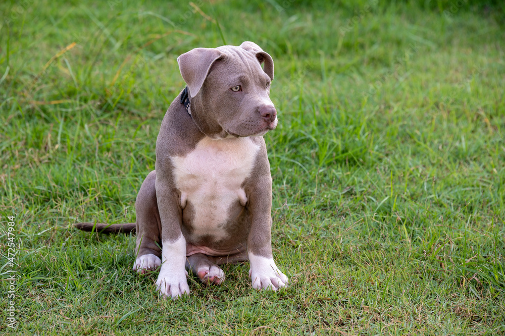 puppy sitting on the grass, American bully puppy dog, Pet funny and Cute