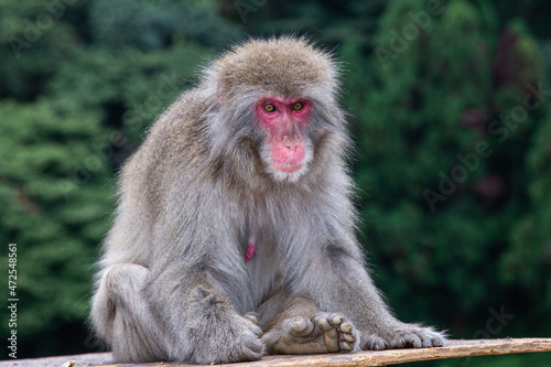 wild monkey in Arashiyama Monkey Park, Japan © Gulnigar