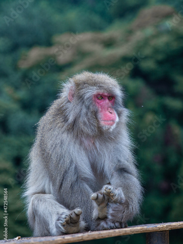 wild monkey in Arashiyama Monkey Park, Japan © Gulnigar
