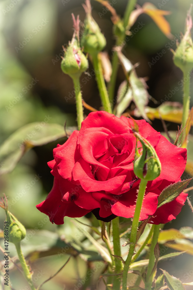 Obraz premium Beautiful red garden rose flower on a green blurred background