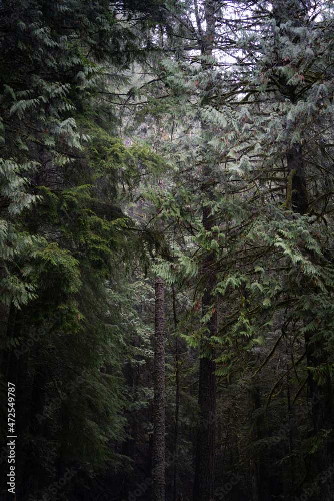 trees in the woods in Mt Rainier National Park trees in the woods in Mt Rainier National Park