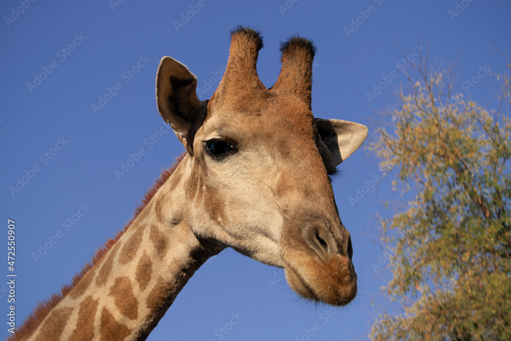 Wild african animal . Close up of large common Namibian giraffe on the summer blue sky. Wild african animal . Close up of large common Namibian giraffe on the summer blue sky.