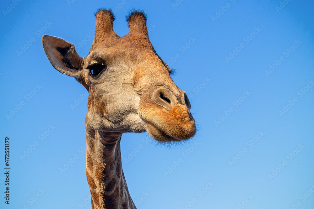 Obraz premium Wild african animal . Close up of large common Namibian giraffe on the summer blue sky.