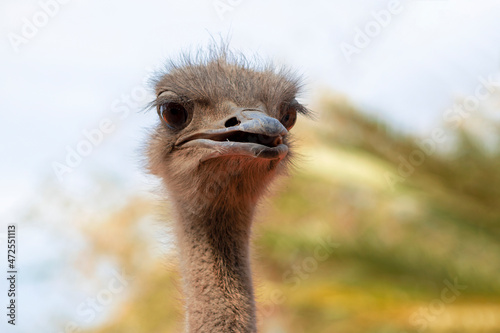 Close up of African Ostrich head on the blur bright background.