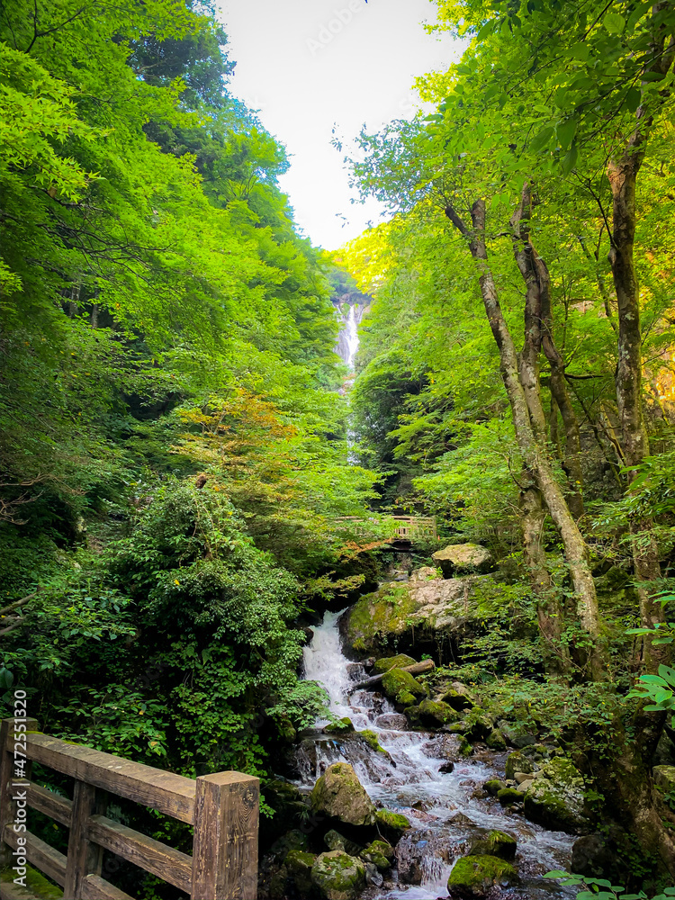 Fototapeta premium river in the forest