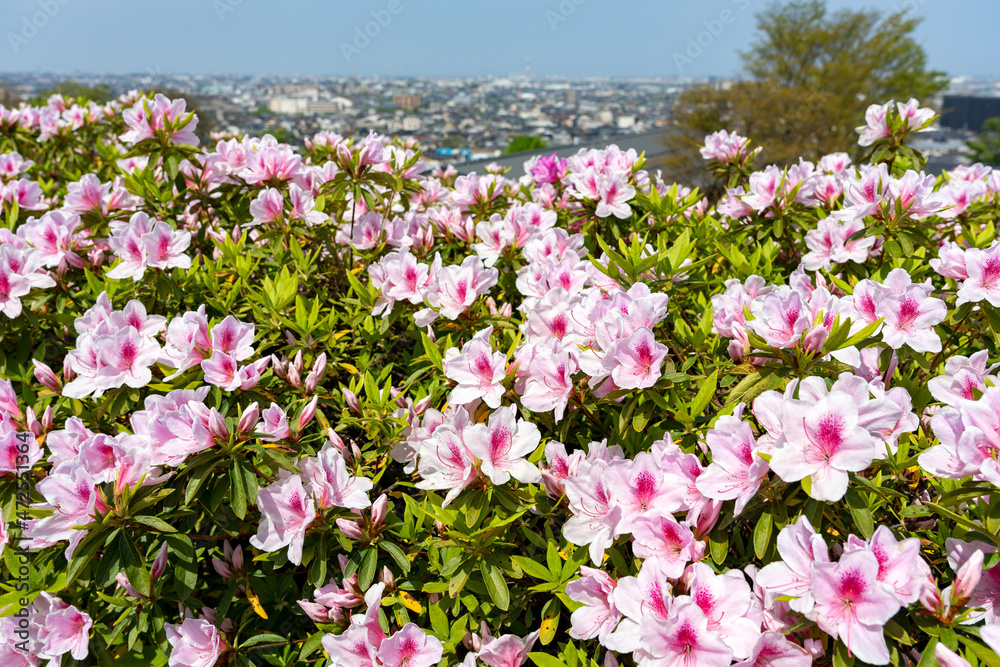 ツツジ咲く春の金沢・大乗寺丘陵公園