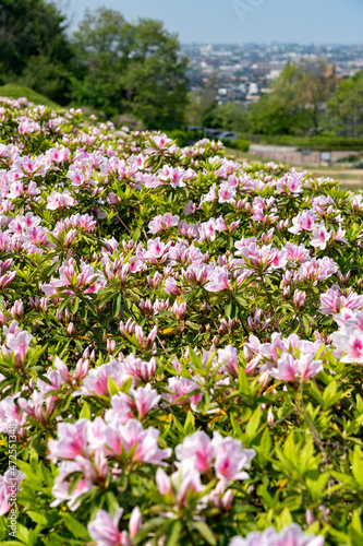Fototapeta Naklejka Na Ścianę i Meble -  ツツジ咲く春の金沢・大乗寺丘陵公園