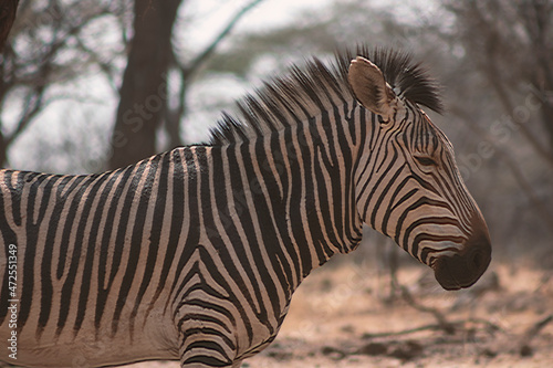 Wild african life. A lonely Namibian zebra standing in the middle of the savannah.