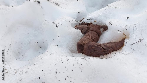 dog feces on white snow in the city. Dog walking problem concept, pet cleaning photo